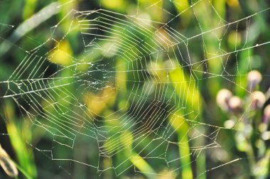 spider web hung between the grasses in the meadow on the green lawn
