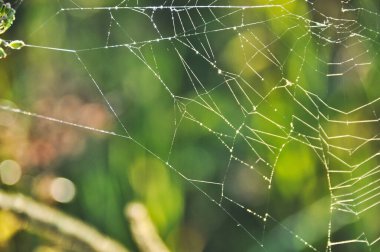 spider web hung between the grasses in the meadow on the green lawn