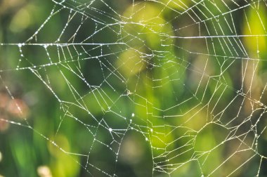 spider web hung between the grasses in the meadow on the green lawn