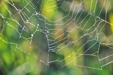 spider web hung between the grasses in the meadow on the green lawn