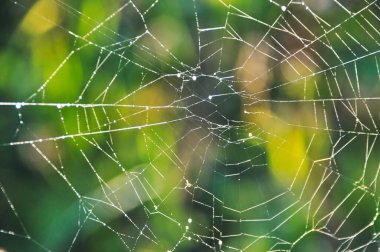 spider web hung between the grasses in the meadow on the green lawn