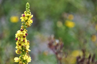 yellow single mullein flower mullein in the meadow close-up beauty in nature