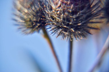 prickly thistle flower in the meadow close-up very sharp spikes attach pink and gray