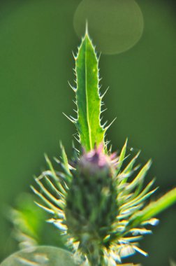 prickly thistle flower in the meadow close-up very sharp spikes attach pink and gray