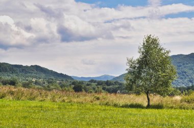 Single tree in summer stands alone in the mountains in Bieszczady, Bieszczady National Park, beautiful view beauty in nature