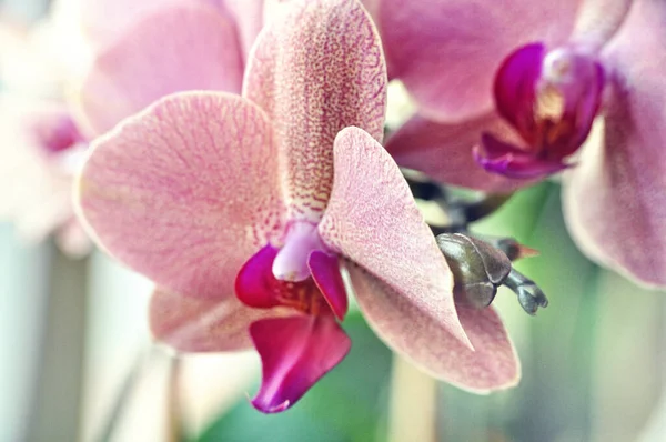 Single Pink Orchid Flower Close Head Flower — Stock Photo, Image