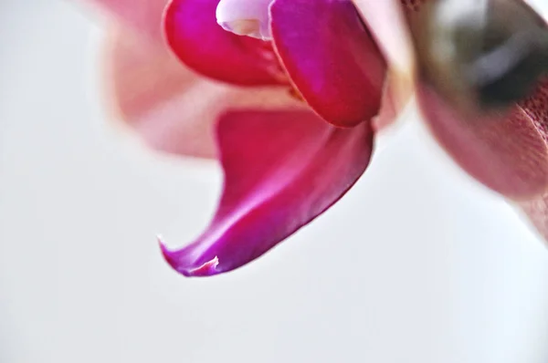 花の頭の上にピンク色の蘭の花を1枚閉じます — ストック写真