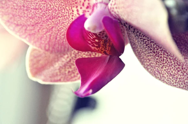 一朵粉红色的兰花在花朵头顶上的特写 — 图库照片