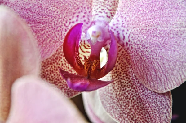 Один Розовый Цветок Орхидеи Крупным Планом Голове Цветка — стоковое фото