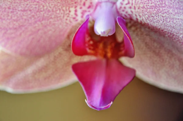 一朵粉红色的兰花在花朵头顶上的特写 — 图库照片