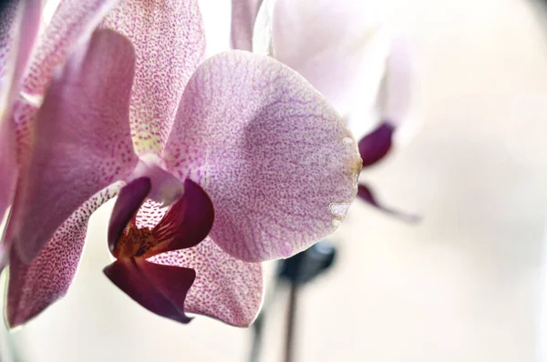 Single Pink Orchid Flower Close Head Flower — Stock Photo, Image