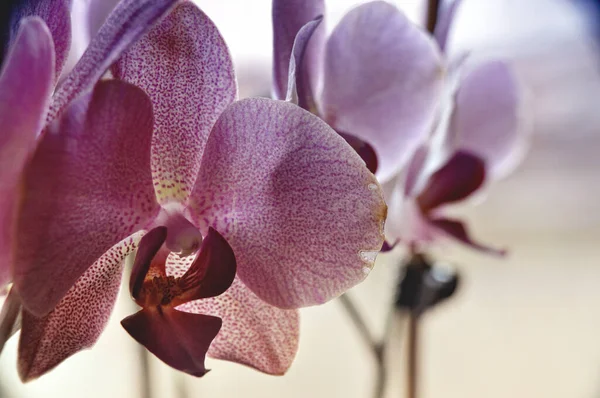 Çiçeğin Başındaki Tek Bir Pembe Orkide Çiçeği — Stok fotoğraf