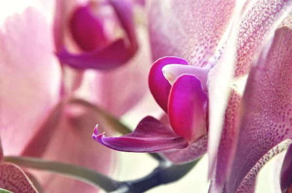 Çiçeğin Başındaki Tek Bir Pembe Orkide Çiçeği — Stok fotoğraf