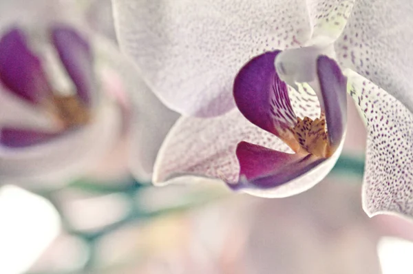 Eine Einzige Rosa Orchideenblume Nahaufnahme Auf Dem Kopf Der Blume — Stockfoto