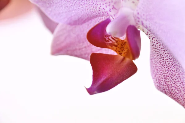 Uma Única Flor Orquídea Rosa Close Cabeça Flor — Fotografia de Stock