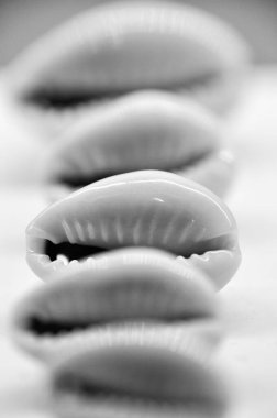 Sıraya dizilmiş deniz kabuklarının siyah beyaz fotoğrafı