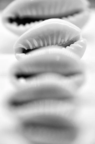 Black White Photo Sea Shells Arranged Row — Stock Photo, Image