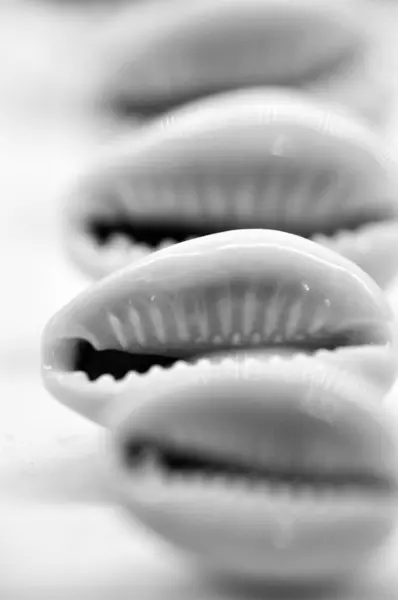 stock image Black and white photo of sea shells arranged in a row