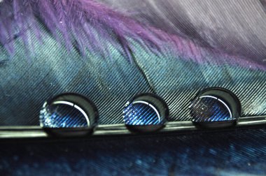 Renkli ördek tüylerinin üzerindeki su damlacıkları çiy tanesine yakın.