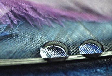 Renkli ördek tüylerinin üzerindeki su damlacıkları çiy tanesine yakın.