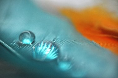 Renkli ördek tüylerinin üzerindeki su damlacıkları çiy tanesine yakın.