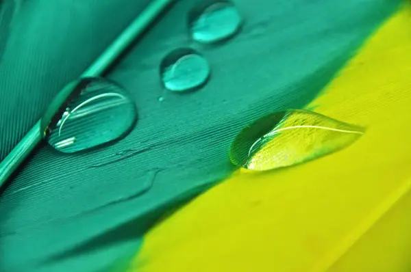 彩色染鸭羽毛上的水滴在露水上的特写 — 图库照片