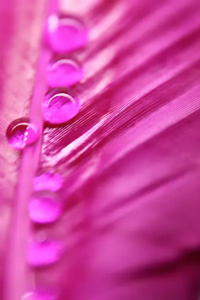 色とりどりのアヒルの羽の水滴が露に近づく — ストック写真