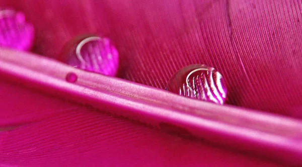 이슬에 색깔의 물방울 — 스톡 사진