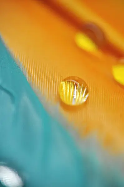Renkli Ördek Tüylerinin Üzerindeki Damlacıkları Çiy Tanesine Yakın — Stok fotoğraf