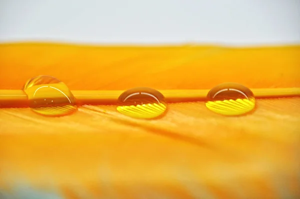 stock image water droplets on colorful dyed duck feathers close-up on dew