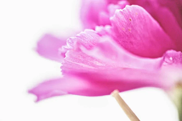 Buketteki Pembe Karanfil Çiçeğinin Yakın Çekimi — Stok fotoğraf