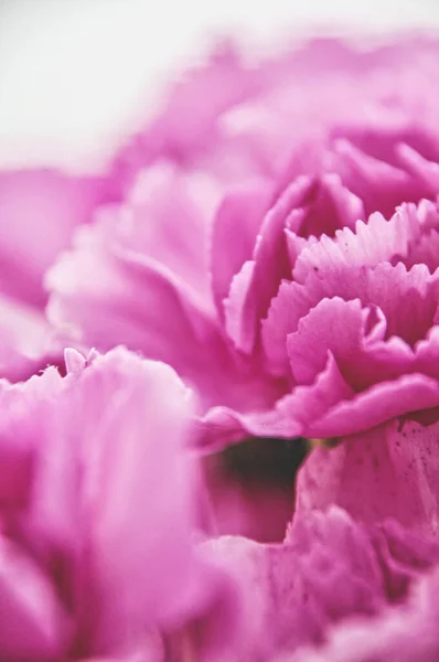 Close-up of a pink carnation flower in a bouquet