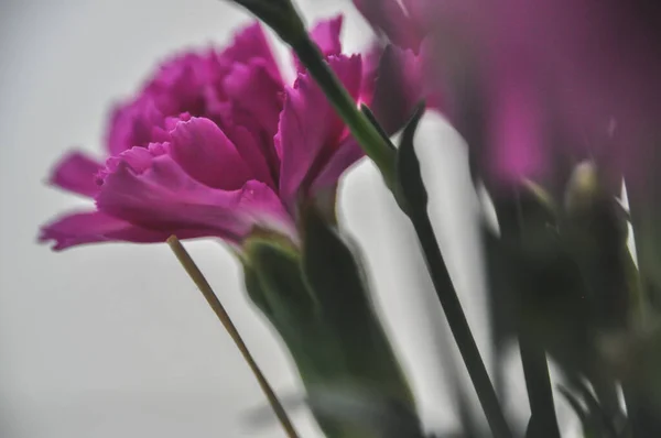 Крупним Планом Рожева Квітка Гвоздики Букеті — стокове фото
