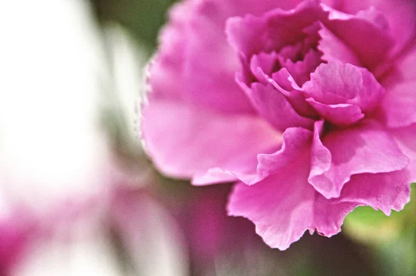 Közelkép Egy Rózsaszín Szegfű Virág Egy Csokor — Stock Fotó