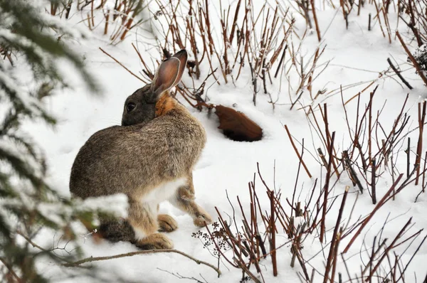 Gray rabbit on the snow in winter weather