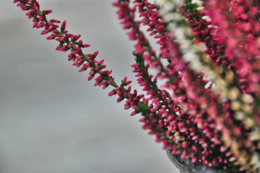 Sonbahar çiçeğinin yakın çekimleri pembe ve beyaz fundanın