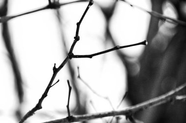 Çıplak dalların karmaşık ve narin yapısı, şekillerini ve dokularını çarpıcı bir siyah beyaz tonda sunar.