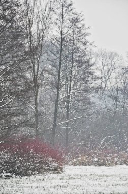 Uzun, çıplak ağaçlarla kaplı karla kaplı bir yolun huzurlu ve resimsel bir sahnesi, bir huzur hissi yaratıyor ve kışın sessiz güzelliğini yaratıyor.