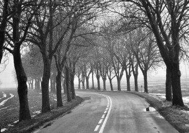 Sakin ve sisli bir atmosfer, çıplak ağaçlarla kaplı sessiz bir yol, yalnızlık ve yansıma hissi uyandırıyor.