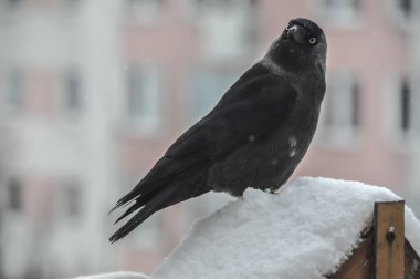 Gri bir kuş karga balkondaki bir besleyiciye oturur.