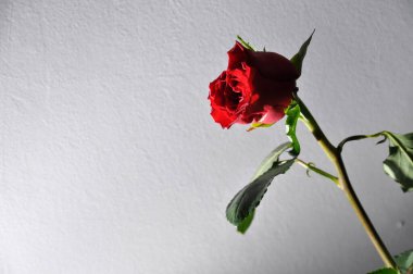 Koyu gölgeli beyaz bir duvara karşı açan tek bir kırmızı gül.