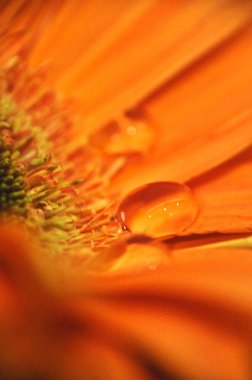 Turuncu gerbera çiçeğinin yapraklarının üzerindeki su damlacığının yakın çekimi.