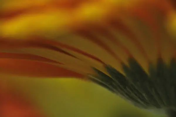 Turuncu bir Gerbera çiçeğinin taç yapraklarına yakın çekim