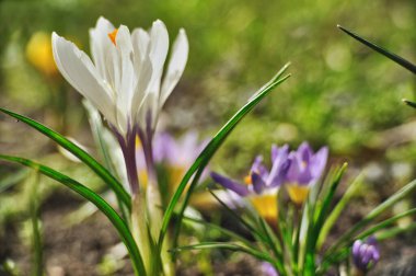 Güzel beyaz kır çiçekleri ilkbaharda çimenlerdeki bir çayırda çiçek açıyor.