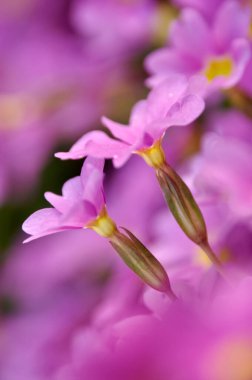 Pembe çuha çiçekleri sık sık bir bahçede çiçek açar.