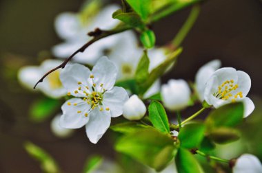 Mirabelle çiçeği baharda bir dalda çiçek açtı.
