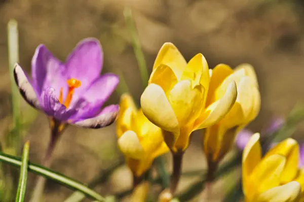 Güzel sarı crocus çiçekleri baharda çimenlerdeki bir çayırda çiçek açar.