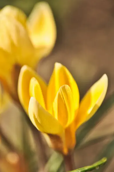 Güzel sarı crocus çiçekleri baharda çimenlerdeki bir çayırda çiçek açar.