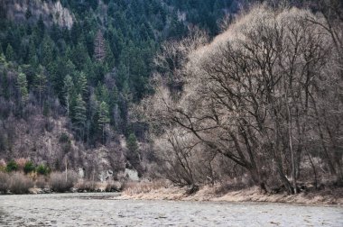 Kış boyunca dağlardaki Dunajec Nehri 'nin orman kıyısı.