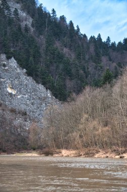 Kış boyunca dağlardaki Dunajec Nehri 'nin orman kıyısı.